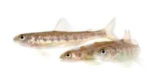 Researchers had to go to great lengths to get permission to dose the Atlantic salmon and release them into the wild.