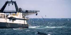 A whale swimming near a krill fishing boat on Sea Shepherd’s recent Antarctic voyage.