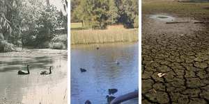 'Absolutely bone dry':The Sydney duck ponds that have fallen victim to the drought