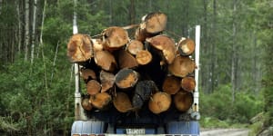 Green groups call on Bunnings to extend Victorian timber ban to NSW