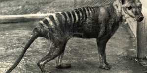 The last Tasmanian tiger,Benjamin,died in a Hobart zoo in 1936 from exposure.
