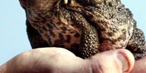 A warts-and-all way to kill cane toads humanely – without the ‘zombie’ effect