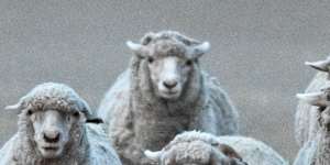 Sheep at a farm belonging to Benalla farmers,Stuart and Julie Green in the midst of a drought in May 2025.