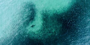 The surf filming drone finding sharks off Sydney's beaches