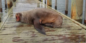 Having come to rely on a food supply from members of the public at Portland,Sammy became increasingly aggressive. Here he is seen at the harbour in May.