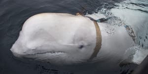A beluga whale seen as it swims next to a fishing boat before Norwegian fishermen removed the tight harness.