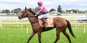 Sirileo Miss returns to racing after testing positive to formestane,a product used to treat breast cancer.