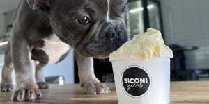 Siconi Gelato offers puppy ice-cream at its shops.