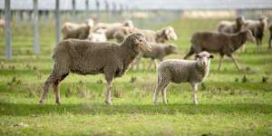 ‘It’s beneficial for the sheep’:The surprising ‘win-win’ for solar panels on farms