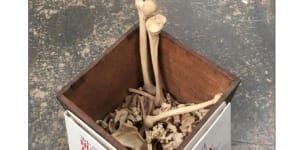 'Box of human bones'pulled from auction sale