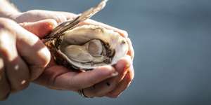 Visitors to the Sapphire Coast are spoilt for oyster-tasting options.