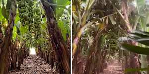 Vision filmed days ago and on Friday morning lay bare the impact of Severe Tropical Cyclone Narelle on Carnarvon's banana crops. (Credit:Doriana Mangili)