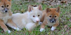Australia Zoo welcomes new dingo pups