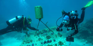 'Super survivor'coral brings hope to beleaguered Great Barrier Reef