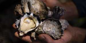 Rock oysters in Port Stephens have been wiped out by the QX disease.