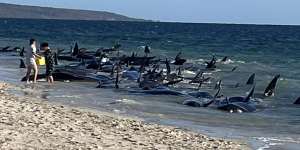 The whales are stranded on a beach at Dunsborough,near Busselton.