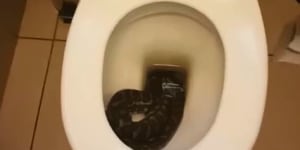 It came in through the bathroom window:Snake found in share house toilet