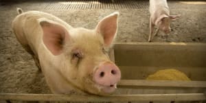 Swine fever fears prompt emergency meeting at Parliament House