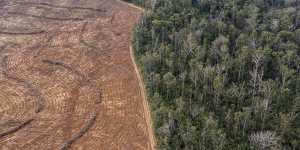 The government promised a koala national park. Then the loggers moved in