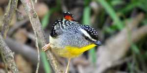 One of the many species that features on the Facebook page,a spotted Pardalote.