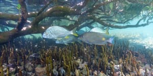 Mangroves,like this one near Exmouth,in the North West are an important nursery and hunting ground for multiple fish species.