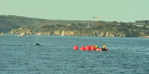 Humpback whale entangled in fish trap in Sydney Harbour