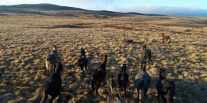 Snowy Mountains Brumbies