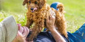 Hi Honey:the cavoodle that’s building a community