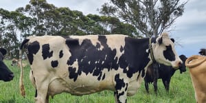 A cow on Phil Ryan’s Hillgrove dairy farm in Bega,NSW.