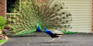 Peacocks in suburban Ourimbah.