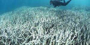 Increasingly frequent bleaching events are occurring too close together and corals don’t have enough time to recover. 