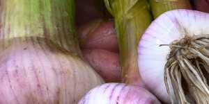 Troy McInnes’ ruined garlic crop.