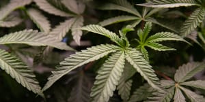 Push to allow medicinal cannabis users the right to drive