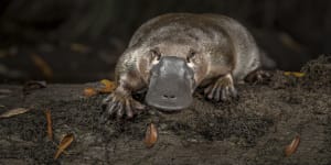 Platypus detectives use crime scene technology to unlock monotreme mysteries