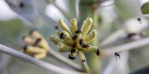 Insect pollinators return to a plant of the Mombak project in Mãe do Rio.