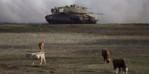 An Israeli Merkava Mark 4 tank drives close to livestock during an exercise in the Israeli-controlled Golan Heights,near the border with Syria.