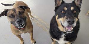 Ollie (3 year old Staffy mix) and Jack (6-year old shepherd mix) were surrendered for escaping and chasing sheep. They are affectionate and looking for a home together as they are the best of friends. They are friendly with other dogs,easy to walk,well mannered and suitable for owners who work full-time. 