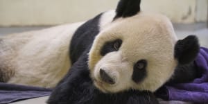 Symbol of reunion with China,panda Tuan Tuan dies in Taipei