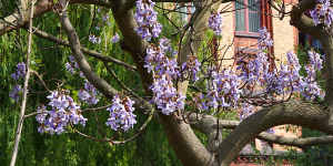 Our favourite tree turned out to be my ‘worst garden nightmare’. We had to get rid of it