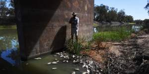 Rob McBride in front of fish carcasses at Menindee left from the giant fish kill in January 2019.