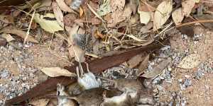Areas like Coonamble are being overrun with mice. Here,one mouse bait has captured multiple mice. 