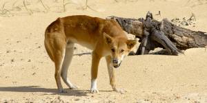 Boy,4,bitten on the thigh by a dingo