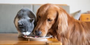 Vegan diets and table scraps:The changing face of pet food