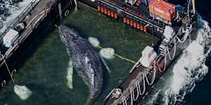 A rescue team has released from a barge in the North Sea a humpback whale that had been stranded in shallow waters near Germany since March.