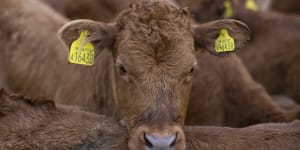 Australia is seeking EU market access for agricultural products including beef,sugar,dairy and sheep meat.