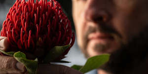 Botanic Gardens of Sydney director of horticulture and living collections John Siemon with one of the many flowering waratahs.