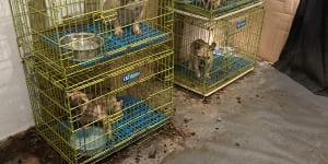 Shocking photos show horror of WA puppy farming