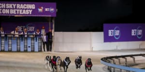 Explosive report alleges ‘morass of exploitation and suffering’ in NSW greyhound racing