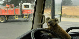 The koala named “Tinny Arse” that was rescued by Damian Campbell-Davys from a bushfire zone sits in his water tanker. 