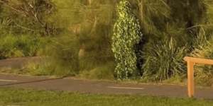 A man dressed in a ghillie suit hides in the bushes at the Bay Run.